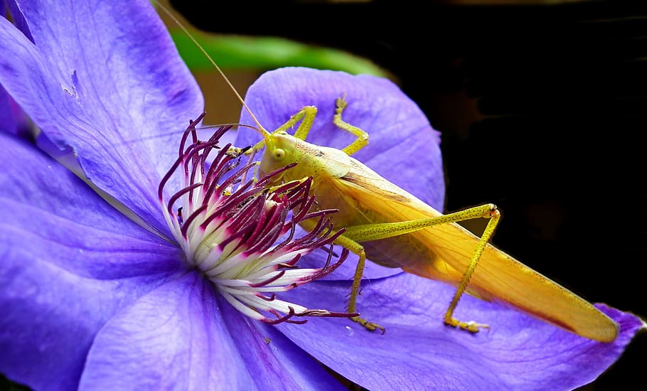 grasshopper, flower, clematis, nature, insect, blooming, creeper HD wallpaper