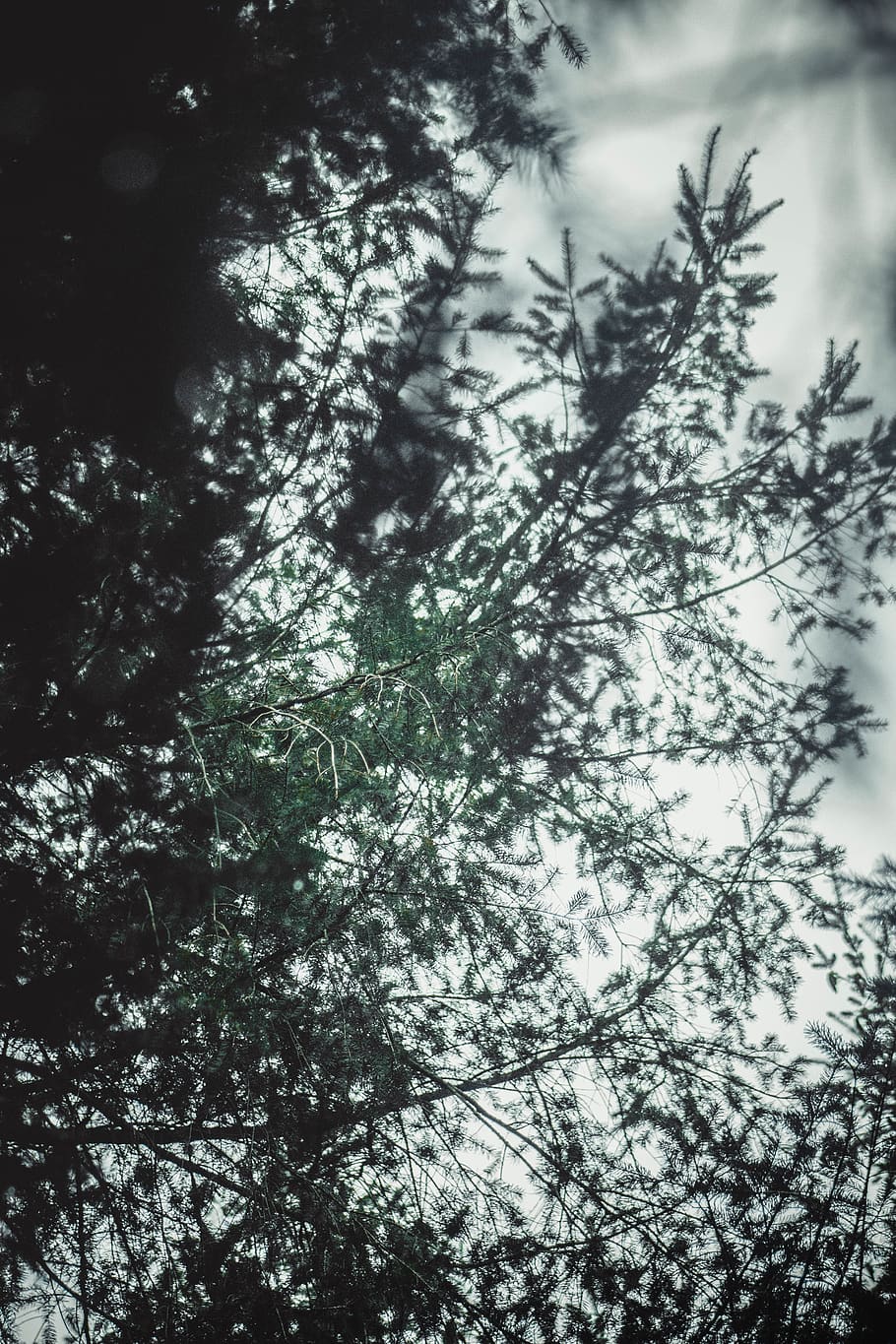 trees, forest, nature, green, dark, wallpaper, light, plant HD wallpaper