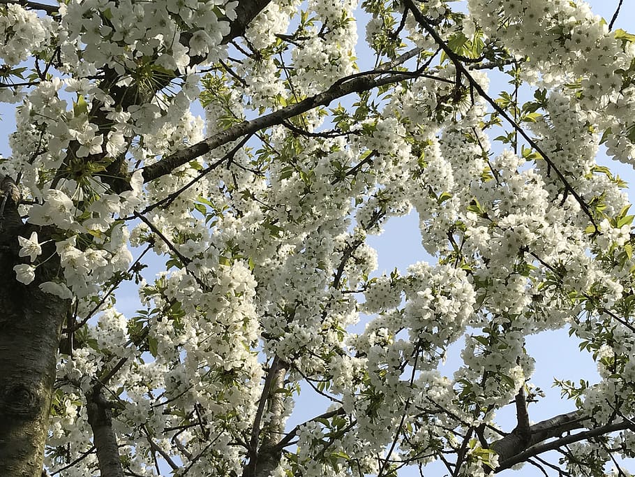 cherry, blossom, spring, plant, bloom, flowers, flora, japanese HD wallpaper