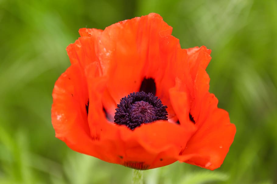 red poppy, flower, flowering plant, vulnerability, fragility HD wallpaper