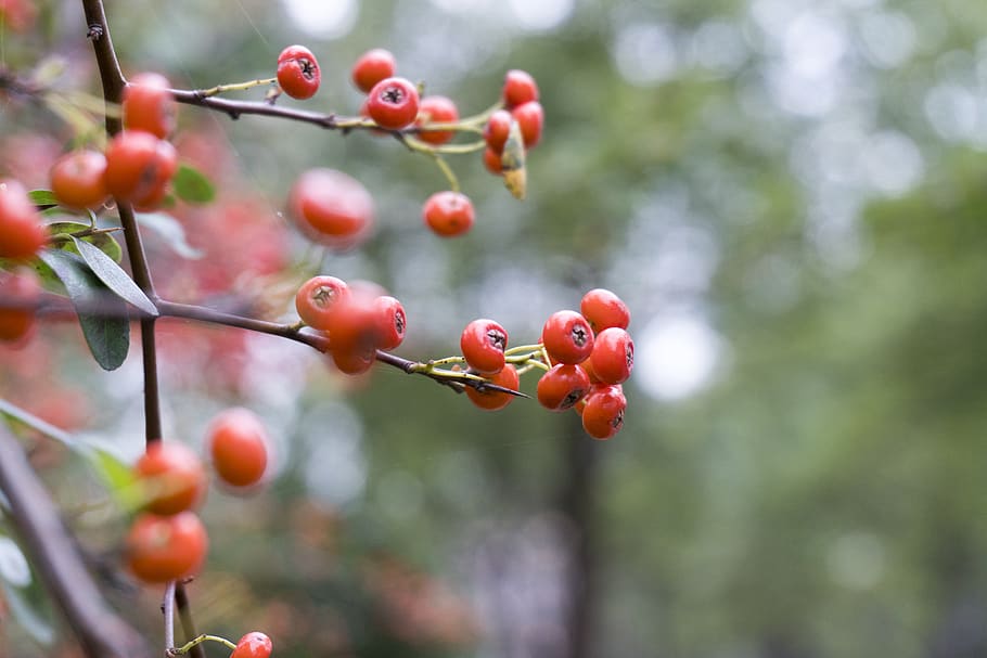 red, berry, berries, fruit, tree, nature, green, plant, branch HD wallpaper