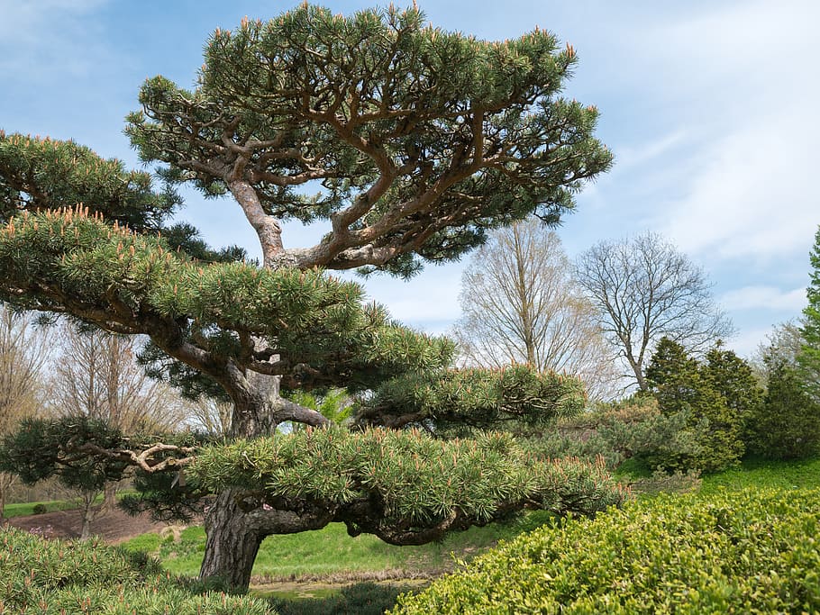 tree, unique, green, sky, garden, pines, plant, growth, beauty in nature HD wallpaper