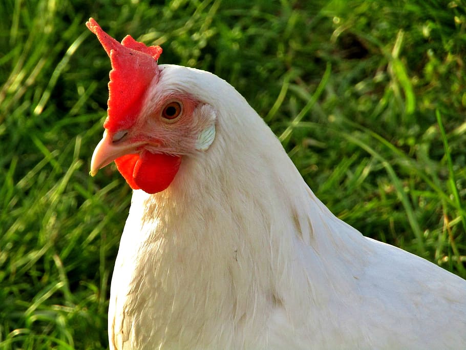 hen, white, close up, face, bill, chicken, poultry, red, agriculture HD wallpaper