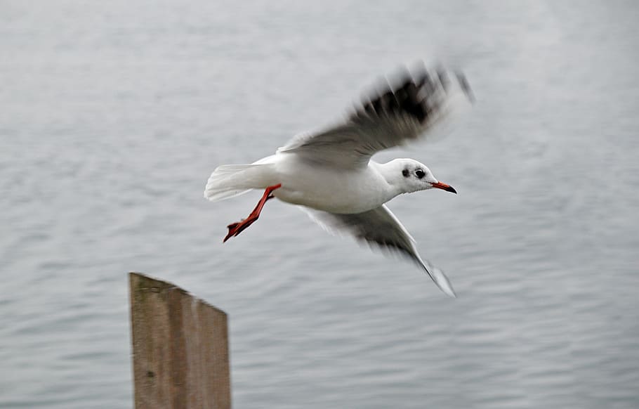 seagull, flight, dynamics, lake, wing, vertebrate, animal, animal themes HD wallpaper