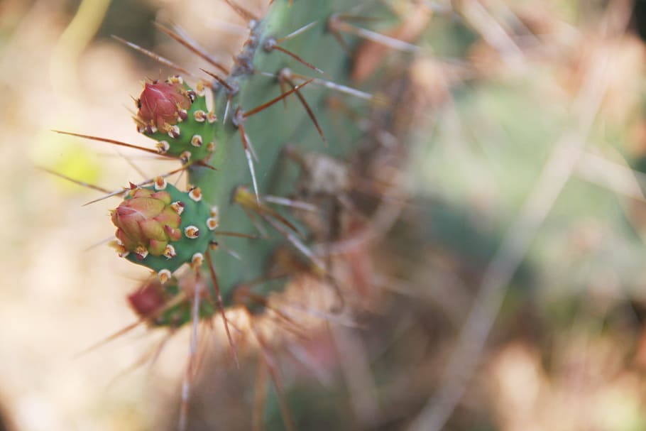 nature, plants, cactus, thorns, macro, still, bokeh, selective focus HD wallpaper