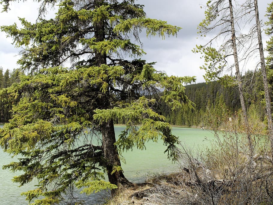 fir tree lake, water, forest, landscape, green, plant, tranquility, HD wallpaper