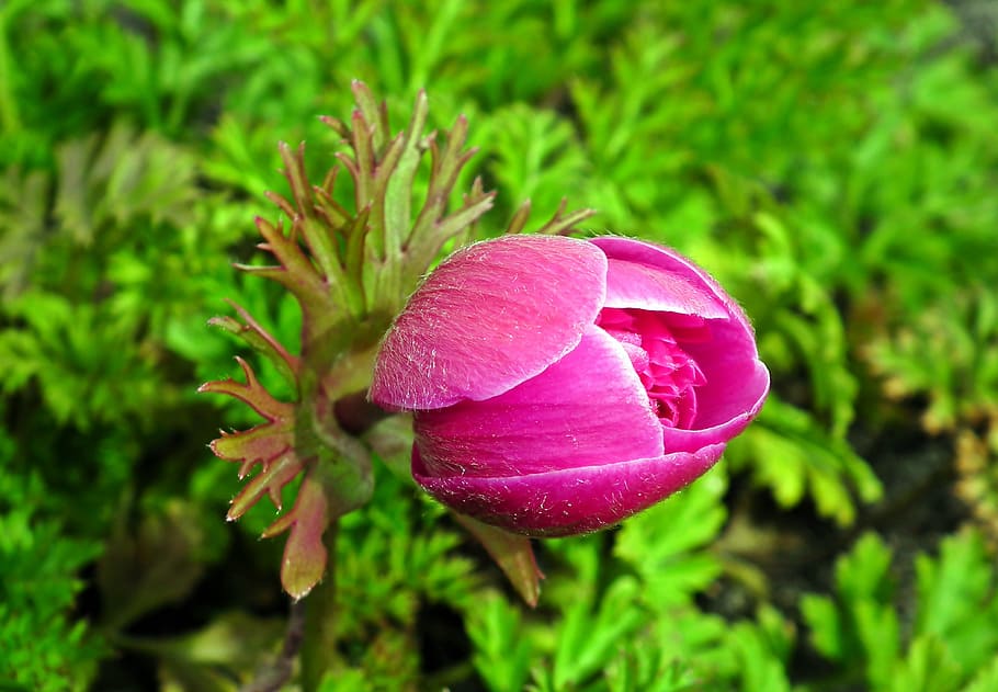 anemone, flower, pink, spring, garden, macro, jaskrowate, beautiful HD wallpaper