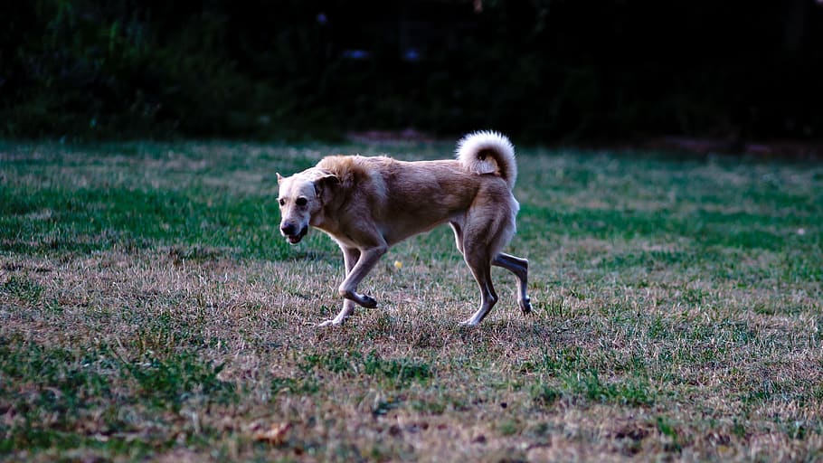 germany, berlin, animal themes, mammal, one animal, pets, domestic HD wallpaper
