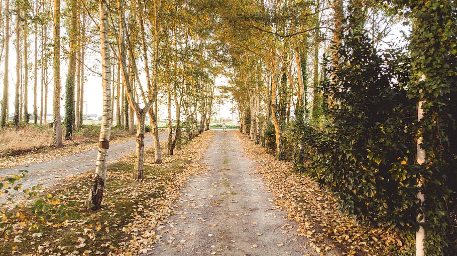 pathway surrounded by trees during daytime, dirt road, gravel HD wallpaper