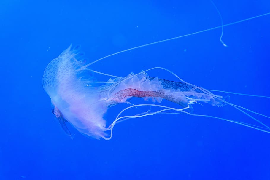 jellyfish, sea life, animal, invertebrate, underwater, aquatic, HD wallpaper
