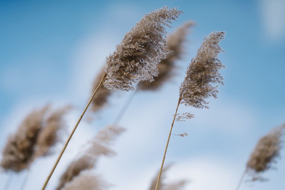 grass, plant, nature, low angle view, growth, focus on foreground HD wallpaper