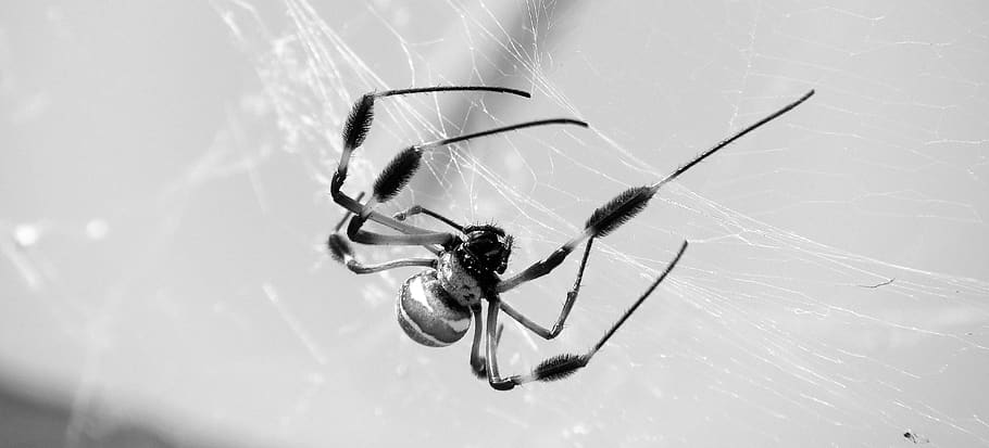 macro, insect, nature, spider, colombia, invertebrate, animal HD wallpaper