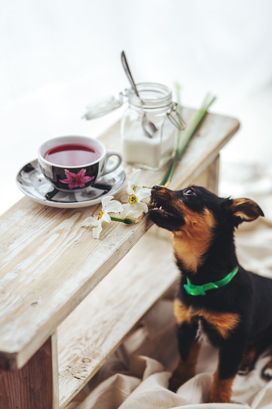 Puppy bites the flower, animal, cup, cute, dog, domestic, family HD wallpaper
