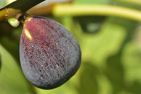 fig, blue, ripe, fig tree, close up, delicious, eat, fruit HD wallpaper