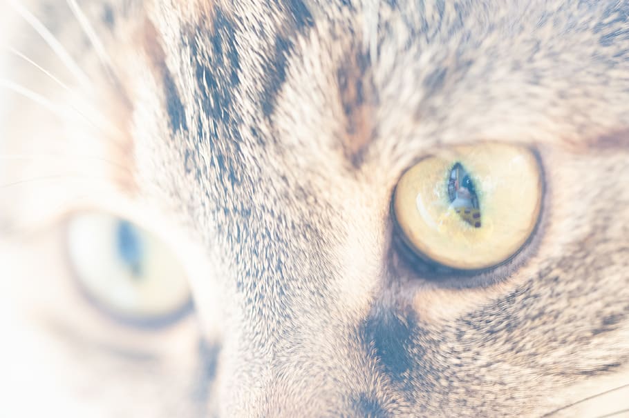 cat, pet, animal, abyssinian, mammal, blur, cat eyes, siamese HD wallpaper