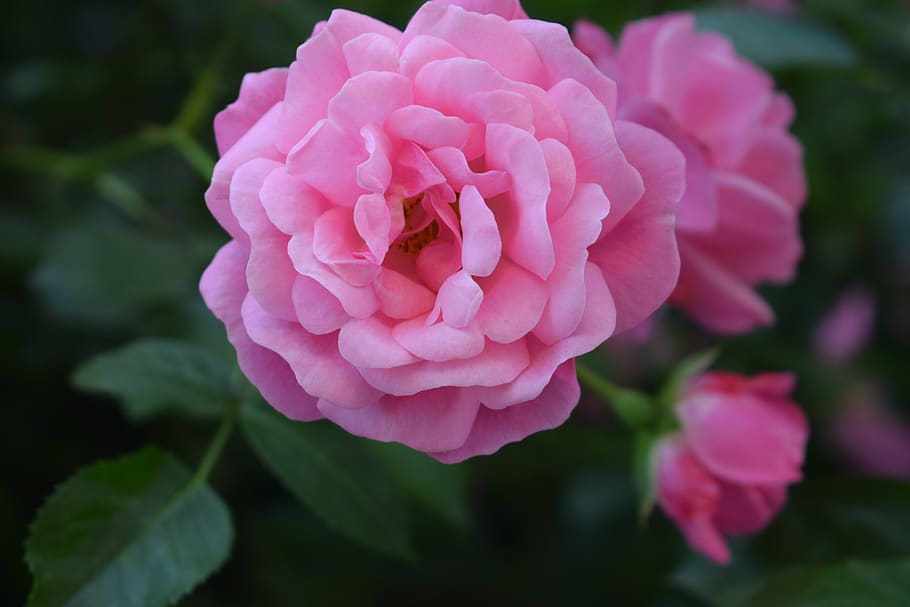 red, rose, flower, nature, garden, romantic, love, roses, flowers HD wallpaper