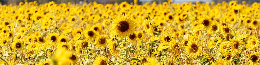 sunflower, field, sunflower field, panorama, late summer, blütenmeer, HD wallpaper