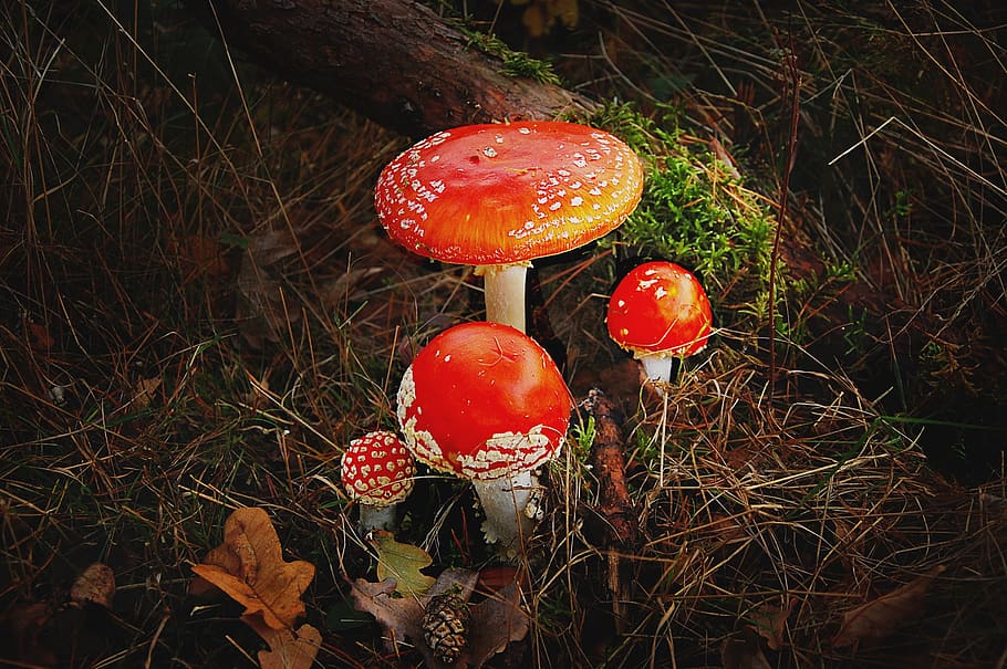 matryoshka, forest, nature, toxic, red, mushroom, autumn, fly agaric, HD wallpaper