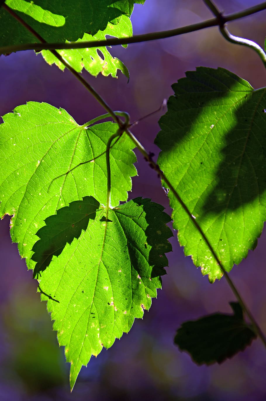 foliage, sunshine, shadow, nature, wood, green, spring, autumn, HD wallpaper