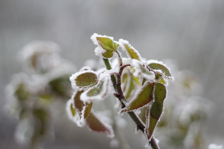 cold, frost, winter, holiday, wood, nature, frozen, snow, ornaments HD wallpaper