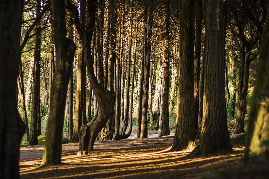 green trees at daytime, nature, outdoors, forest, plant, flora HD wallpaper