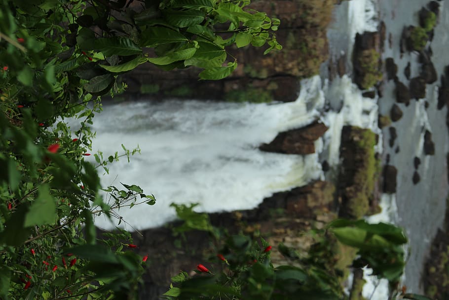 nature, tree, rocks, brazil, green, wild, vibes, iguaçu, focus HD wallpaper
