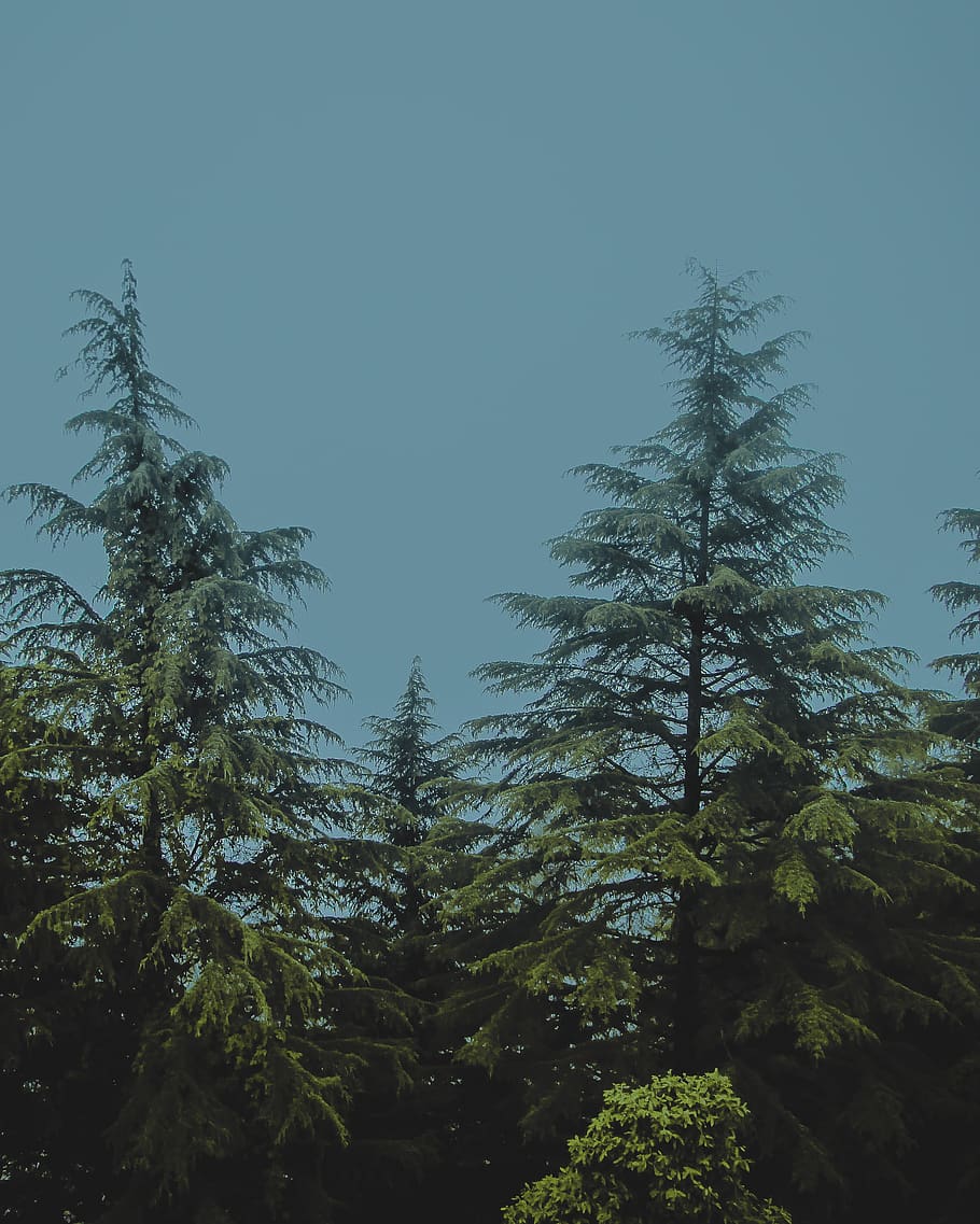 Green Trees, environment, forest, woods, plant, sky, growth, tranquility HD wallpaper