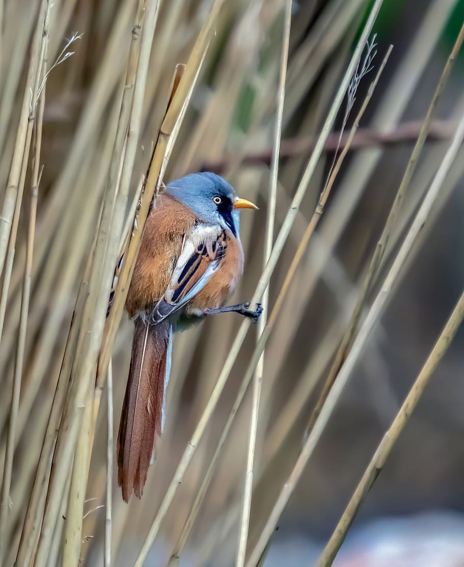 Bearded-reedling 1080P, 2K, 4K, 5K HD wallpapers free download ...