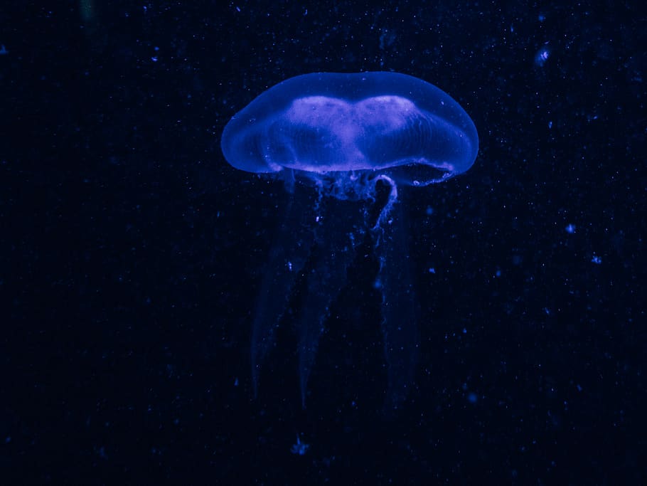 blue jellyfish, sea life, invertebrate, animal, clam, seashell, HD wallpaper