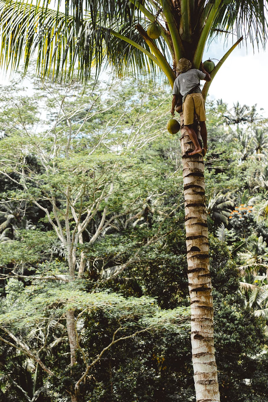 forest, trees, coconut, man, indonesia, climb, beautiful, warm HD wallpaper