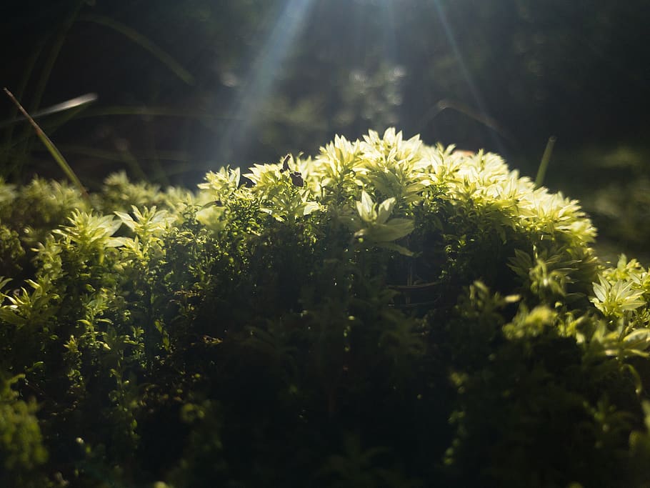 flowers, grass, macro, rays, outside, green, moss, plant, growth HD wallpaper