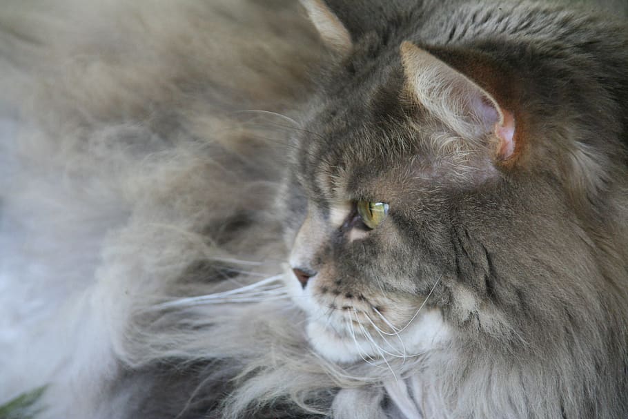 maine coon, tomcat, animal themes, mammal, one animal, feline HD wallpaper