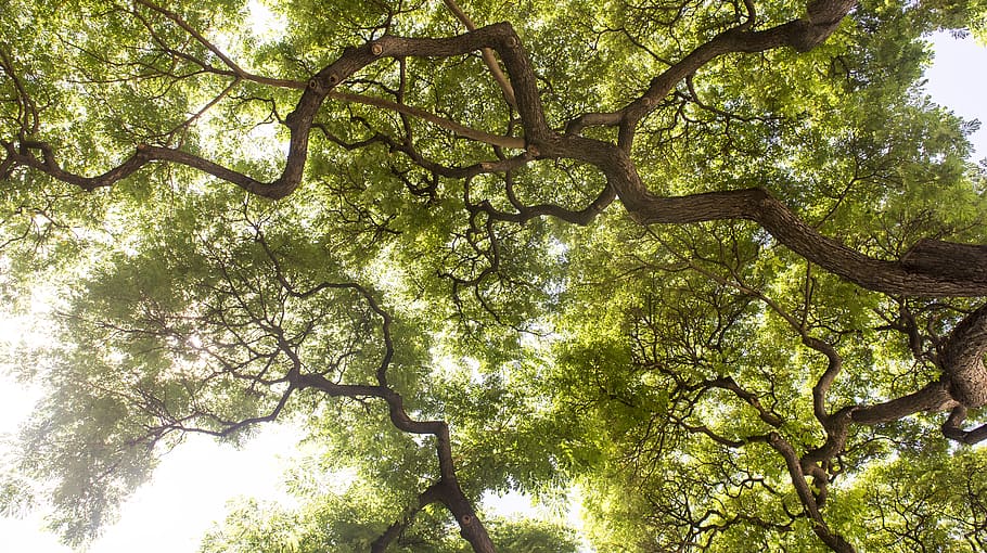 trees, hawaii, oahu, plant, low angle view, growth, branch HD wallpaper