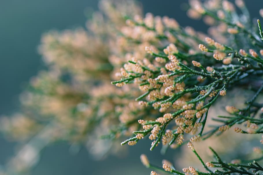 plant, coniferous, macro, spring, bokeh, closeup, tree, beauty in nature HD wallpaper