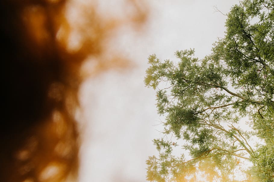 tree on shallow focus lens, sunlight, united states, homerville HD wallpaper
