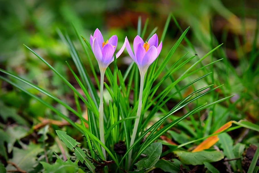 crocus, spring flower, bloom, plant, blossom, violet, garden HD wallpaper