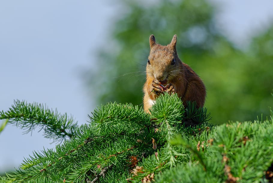 squirrel, larch, cone, eat, summer, food, animal, nature, one animal HD wallpaper