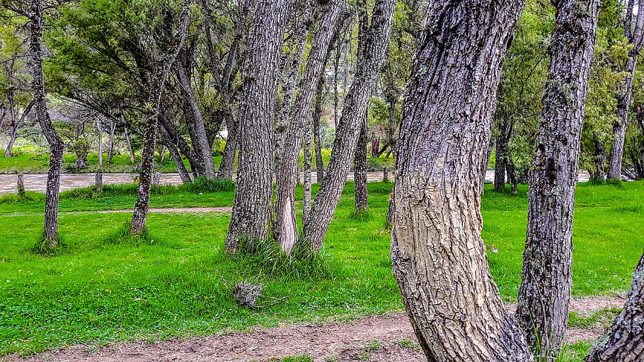 forest, tree, trees, nature, green, wood, plant, trunk, tree trunk HD wallpaper