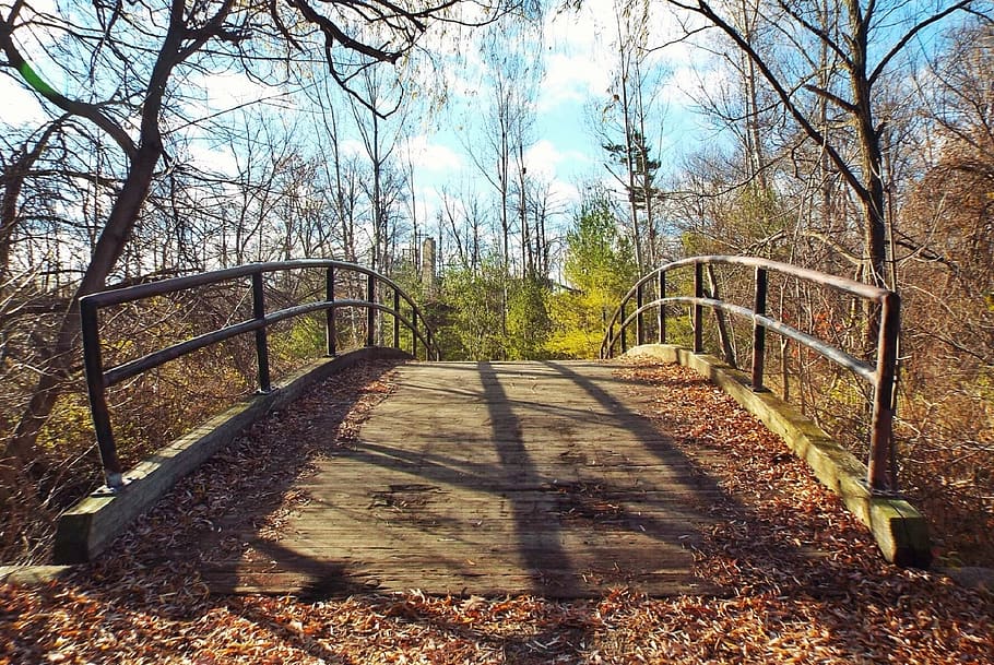 Bridge Photography during Daytime, dry leaves, foliage, path HD wallpaper