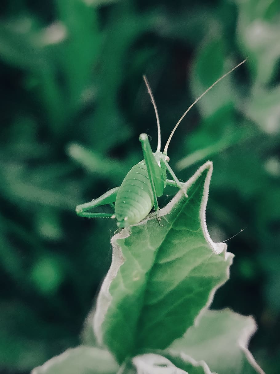 Green Grasshopper, biology, blurred background, close, color HD wallpaper