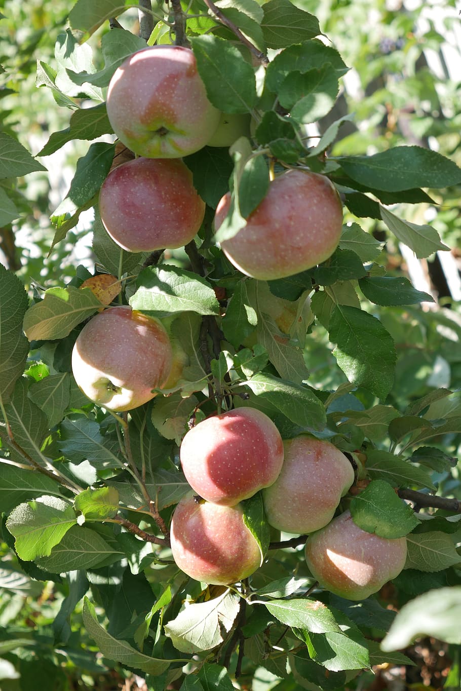 apple tree, fruit, crabapple tree, harvest, the harvest, autumn HD wallpaper