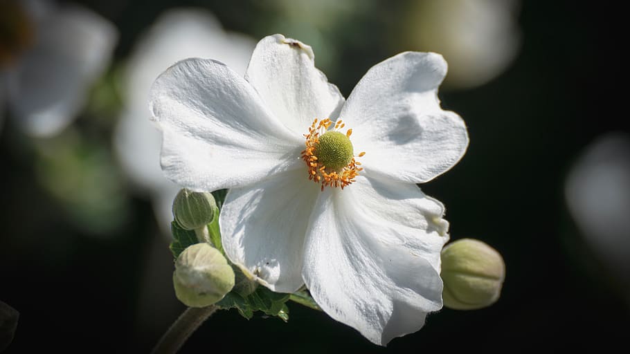 fall anemone, flower, white, autumn, garden plant, close up