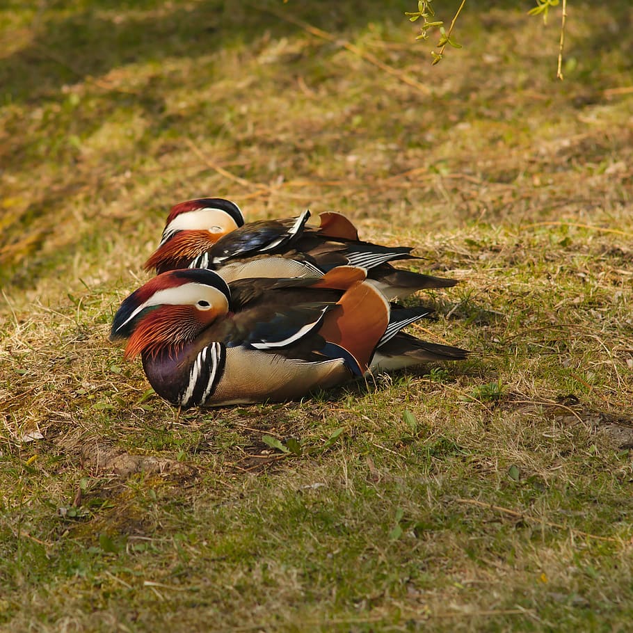 mandarin, duck, bird, nature, pond, water, lake, asia, china HD wallpaper