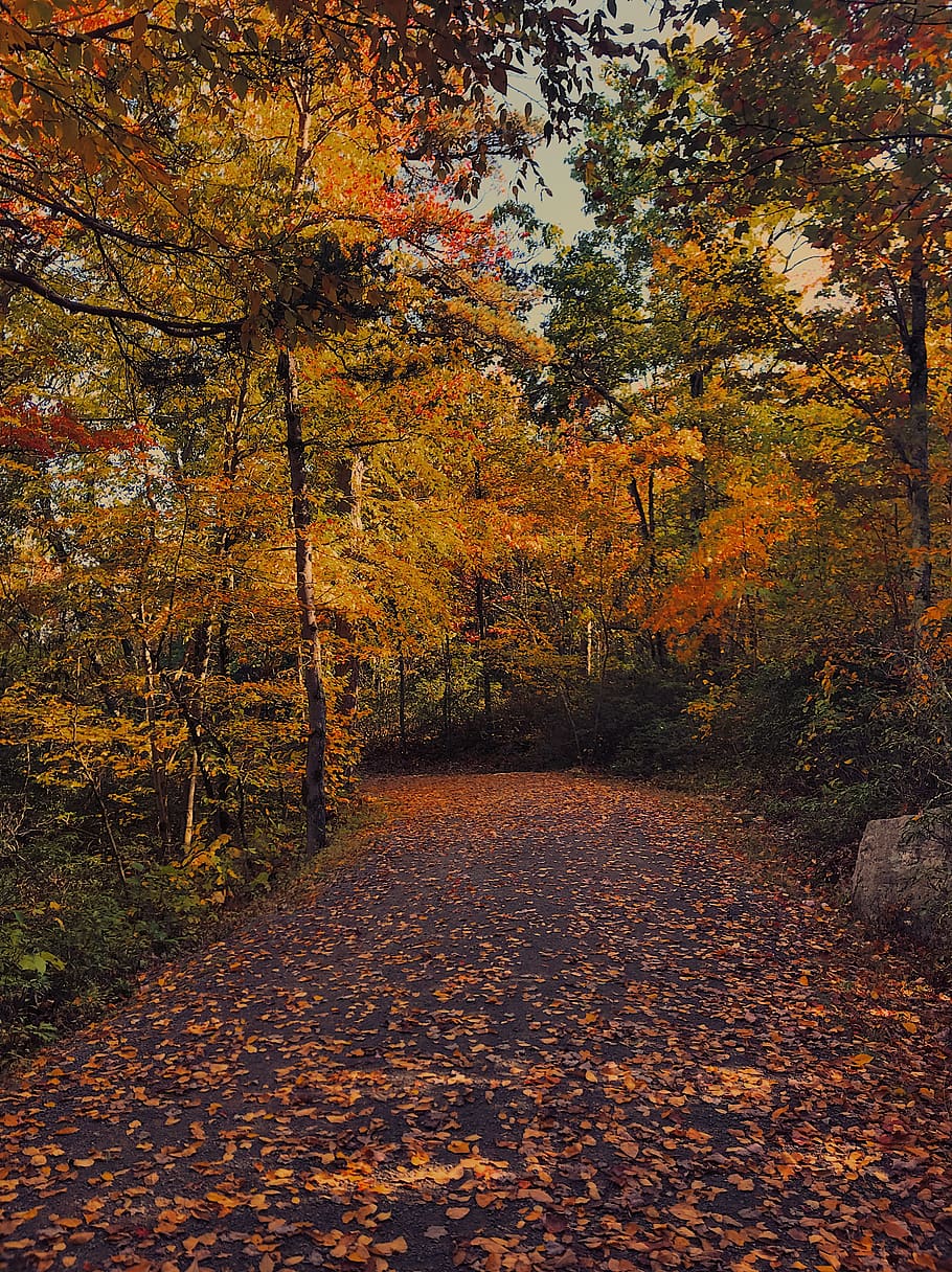 autumn, change, tree, orange color, plant, the way forward HD wallpaper