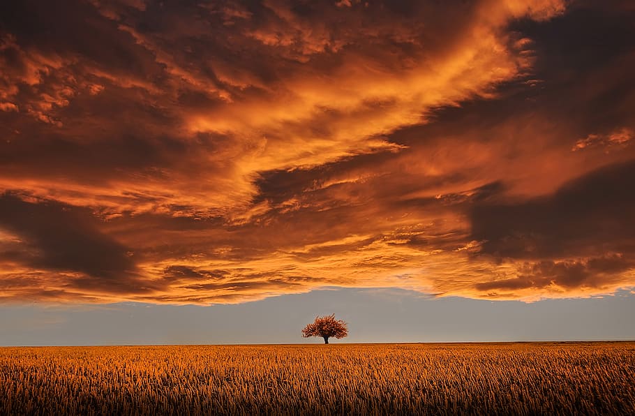 Brown Leafed Tree on Open Field Under White Clouds and Blue Sky HD wallpaper