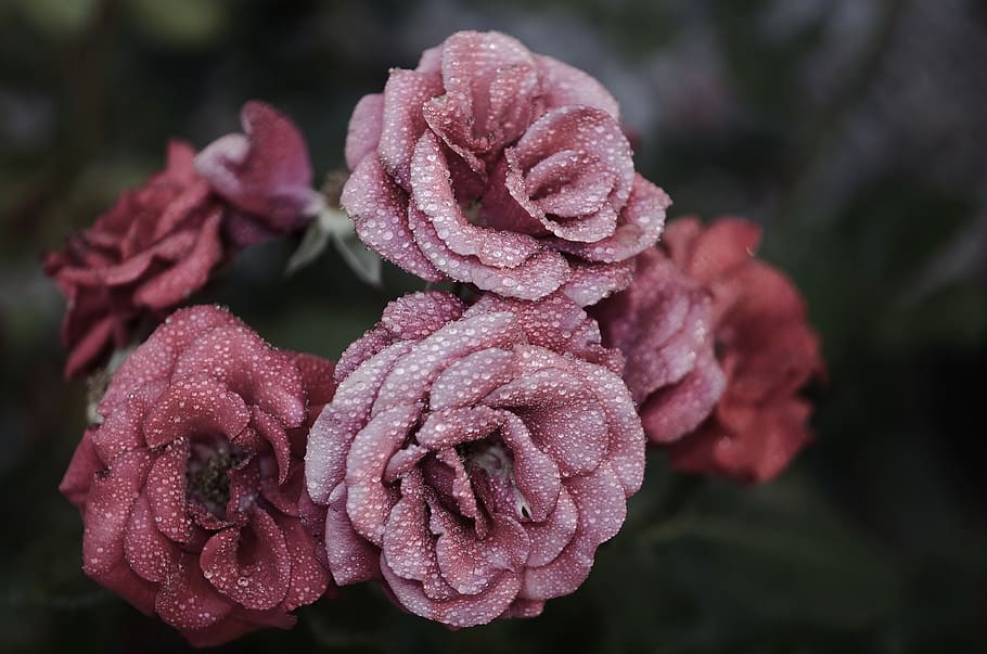 Pink Petaled Flowers Close Up Photography, bloom, blossom, close-up HD wallpaper