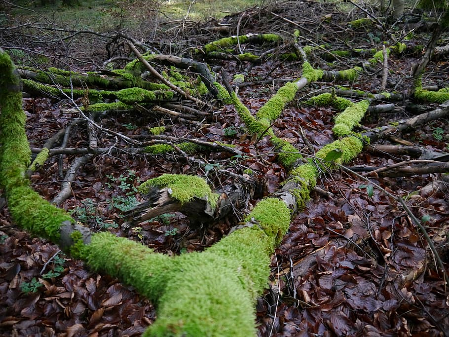 tree, forest, plant, growth, land, nature, green color, tranquility HD wallpaper