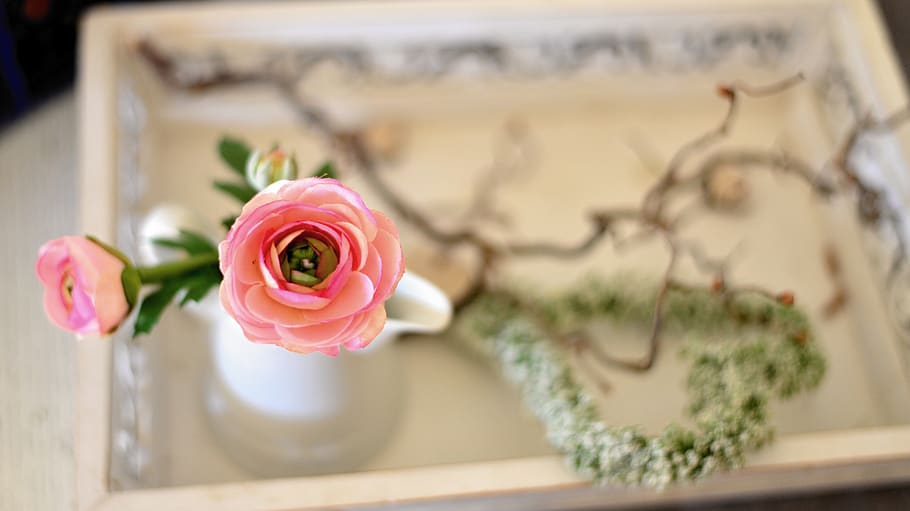 ranunculus, blossom, bloom, tender, spring, pink, romantic HD wallpaper