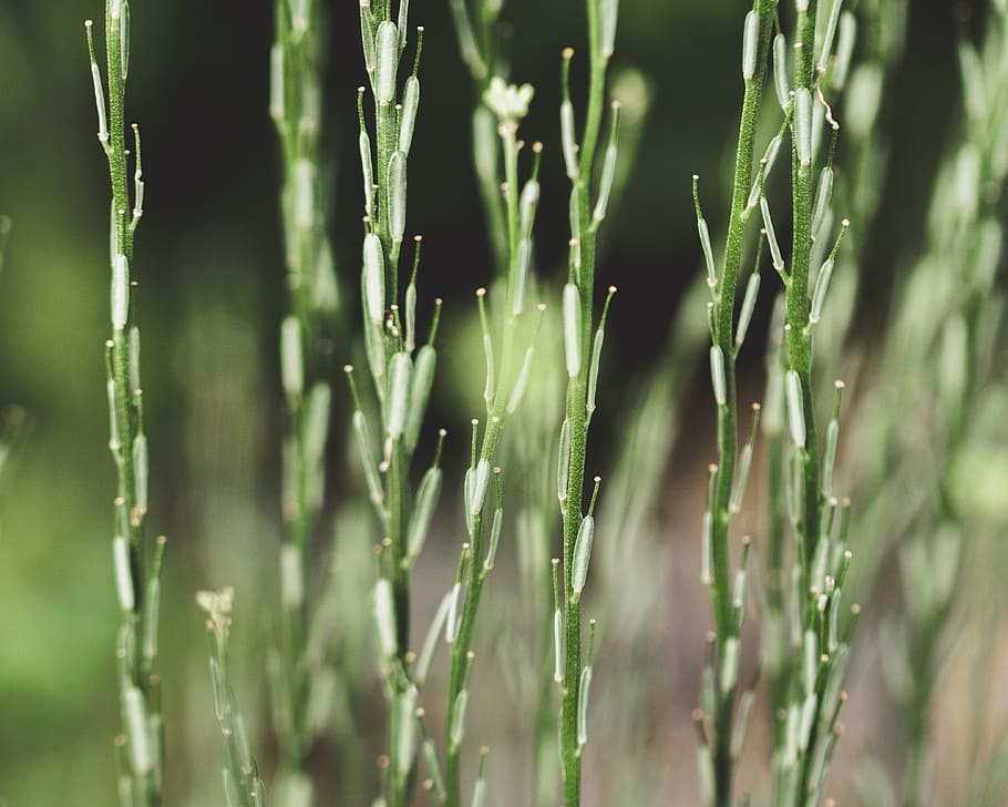 russia, sukko, macro, forest, grass, travel, outdoor, green HD wallpaper