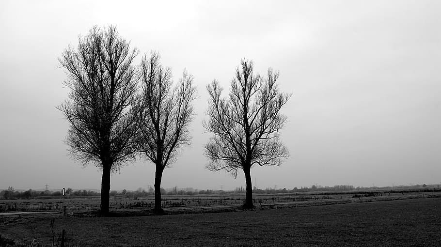 black white, silhouette, trees, winter, winterblue, depression HD wallpaper